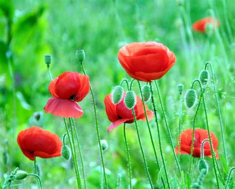 Poppies Papaver Rhoeas Con Grandes Flores Rojas Imagen De Archivo