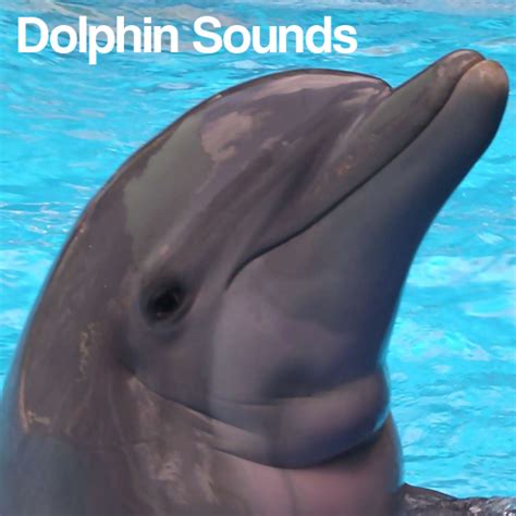 Amazon.com: Dolphin Sounds: Appstore for Android