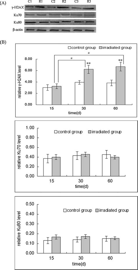 Immunoblot Analysis Of Ku70 Ku80 And H2ax Expression In Six Groups Download Scientific