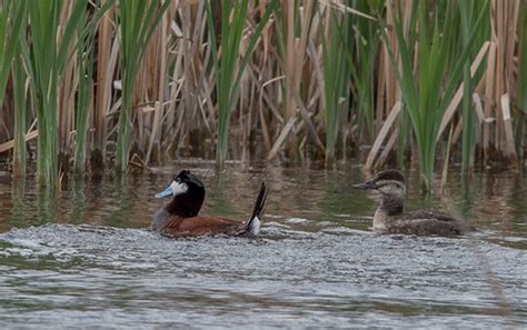 Wetland birds on Behance