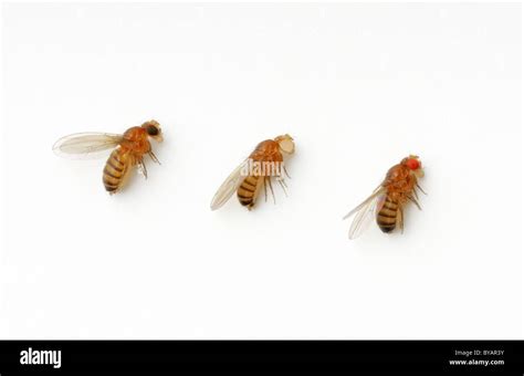 Drosophila Melanogaster Eye Color Variations Sepia White And Red