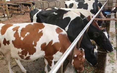 Crossbreeding In Kenyan Dairy Farming Bizhack Kenya