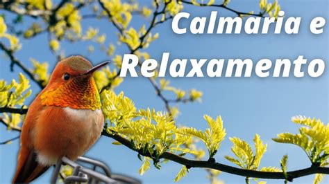 Música Calma Canção de Relaxamento Para Acalmar A Mente Relaxar e