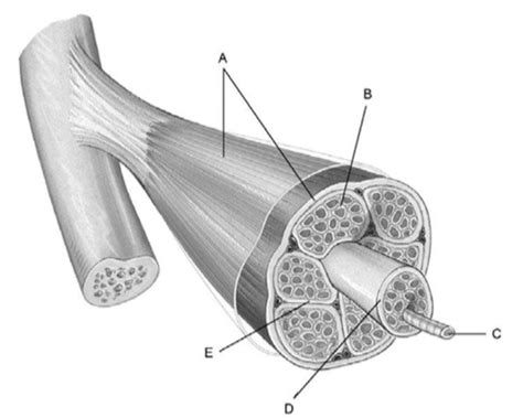 Anatomy Final Chapter 9 Flashcards Quizlet