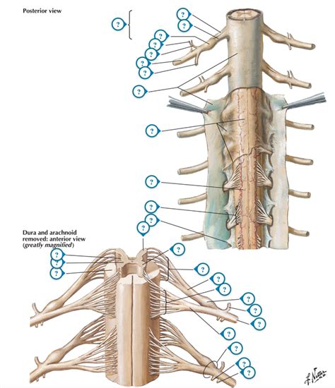 Diagram: Spinal Meninges and Nerve Roots Diagram | Quizlet