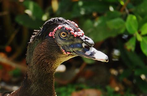 Male Muscovy Duck Portrait Cairina Moschata Near The Gul Flickr