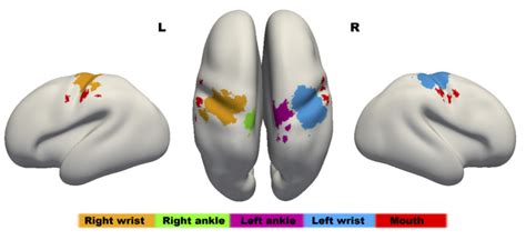 Somatotopic map – Brain Development