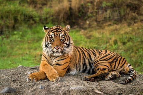 Sumatran Tiger Panthera Tigris Sumatrae In Captivity Lying Down And