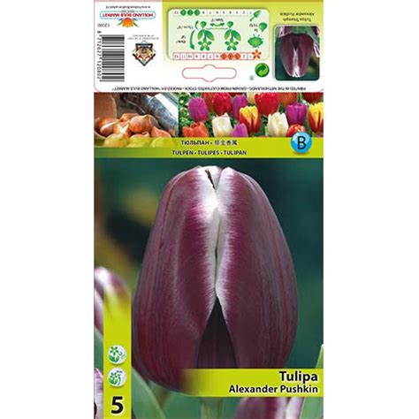 Tulip Alexander Pushkin 67683 Sibulad Osta Soodsamalt GradinaMax Ee