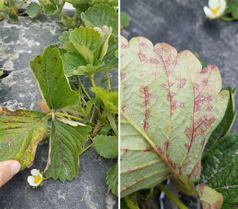 The 20192020 Strawberry Powdery Mildew Season Is Right On Time Uf