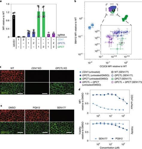 Qpctl Regulates Cd47pyro Glu Formation A Cell Surface Flow Cytometry Download Scientific