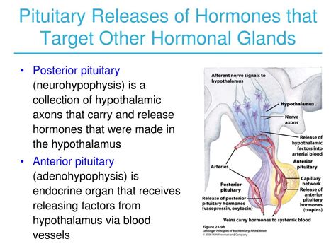 Ppt Chapter 23 Hormonal Regulation And Integration Of Mammalian