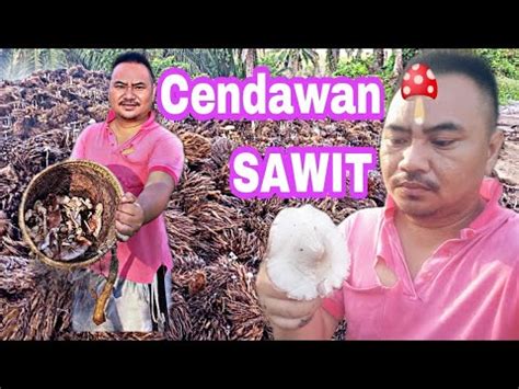 MENCARI CENDAWAN SAWIT KULAT SAWIT HASILNYA KURANG YouTube