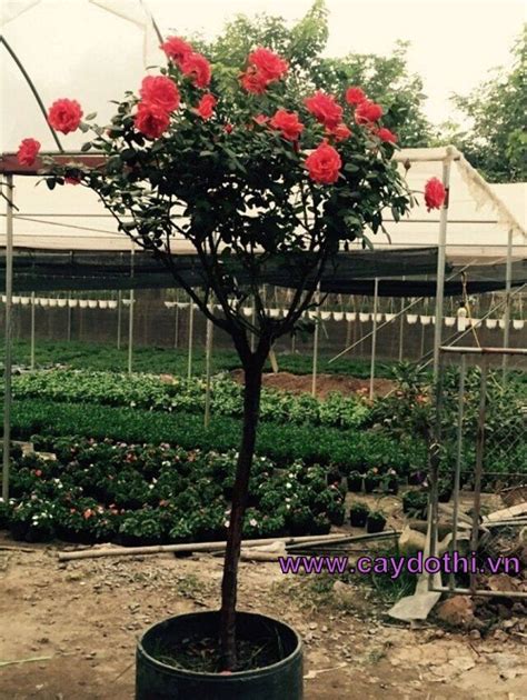 Bán cây hồng tree rose cây hồng tree rose đô thị cây hồng tree rose