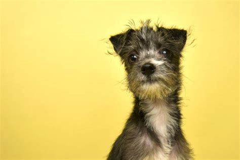 300+ Black And White Miniature Schnauzer Stock Photos, Pictures ...