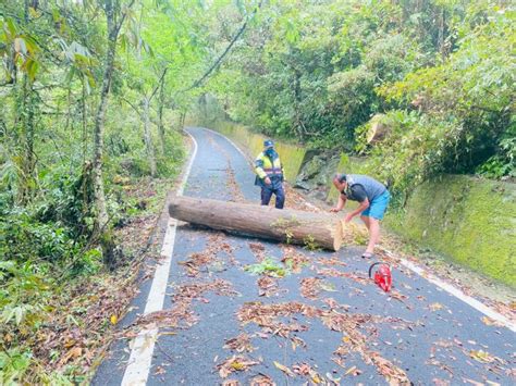 路樹倒塌壓電線影響交通 警民合作順利排除 恢復交通