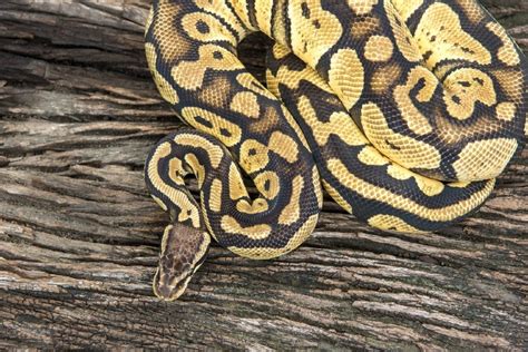 Mystic Ball Python Morph Facts Appearance And Care Guide With Pictures