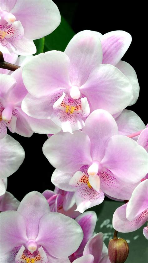 Orchid Wallpaper Iphone