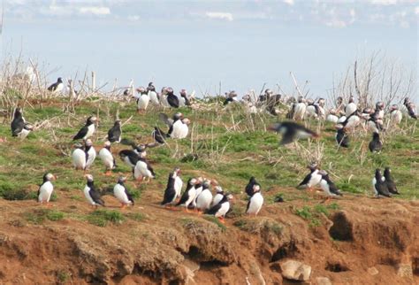 Reykjavík Premium Puffin Tour - Reykjavik | Project Expedition