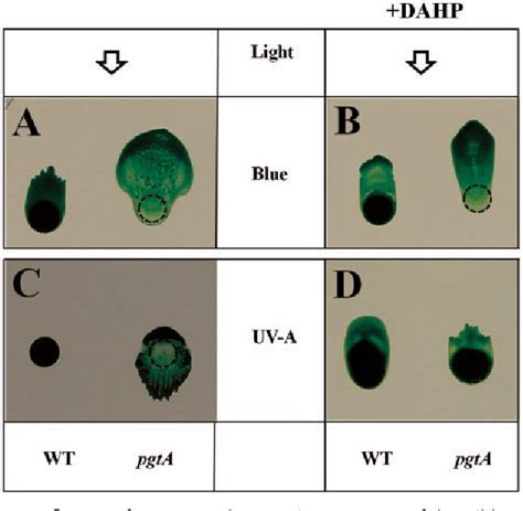 Figure From The Role Of Cyanopterin In Uv Blue Light Signal