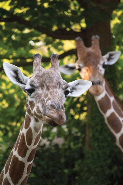 Events at the Zoo | Member Evenings – Philadelphia Zoo