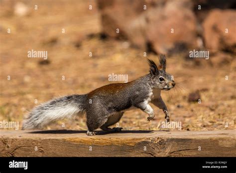 USA, Arizona, Williams. Kaibab Squirrel (aberti kaibabensis Stock Photo ...