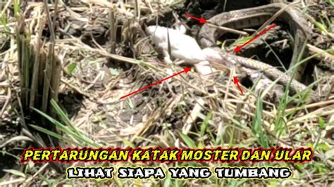 Pertarungan Sengit Ular Vs Katak Besar Youtube