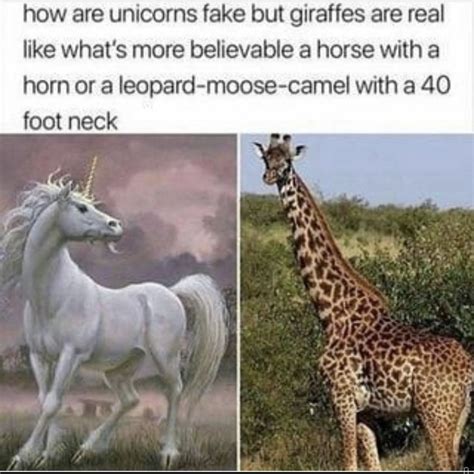 The best Giraffe memes :) Memedroid