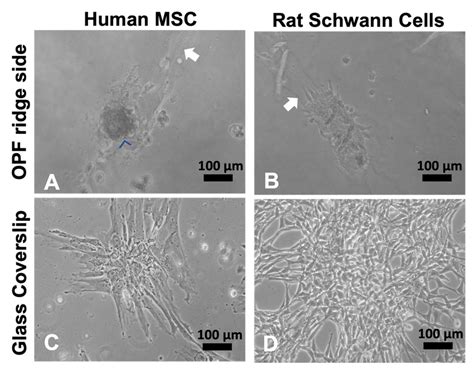 Human Mscs And Rat Schwann Cells Grown On Opf Scaffold Sheets With