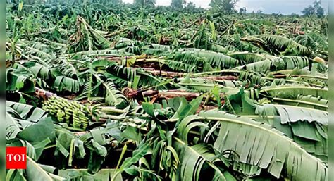 Recent Heavy Rain Damaged Crops Of Over 83300 Farmers In North