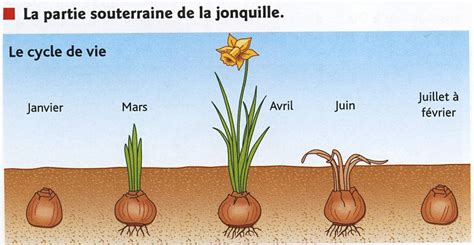 Cycle De La Jonquille