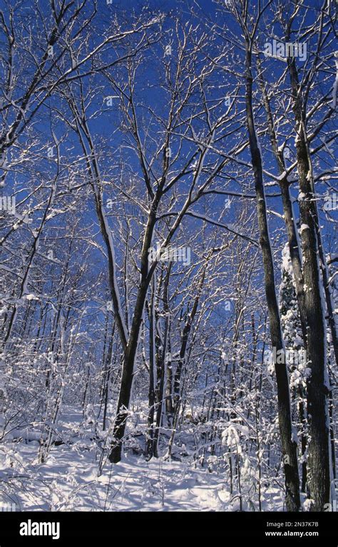 Winter, Gatineau Park, Quebec, Canada Stock Photo - Alamy