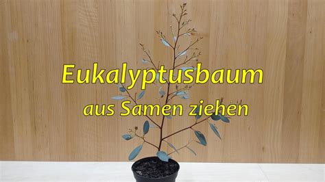 Eucalyptus Neue Vermehrungsmethode Youtube