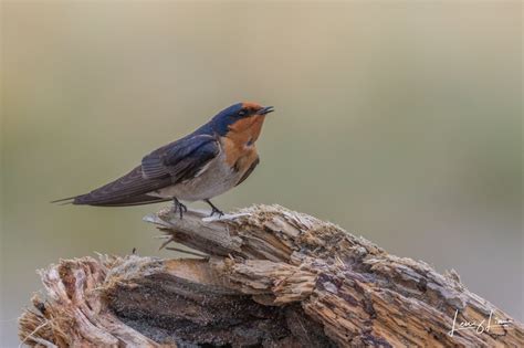 Wildlife Encounters in New Zealand (Part II) – Lenz Lim Photography