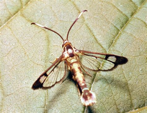 Lepidopteran Metamorphosis Wings Pollination Britannica