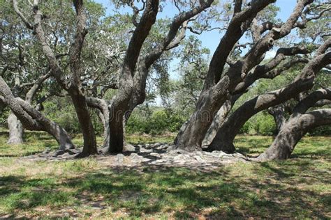 Live Oak Trees stock photo. Image of group, plant, landscape - 84277036