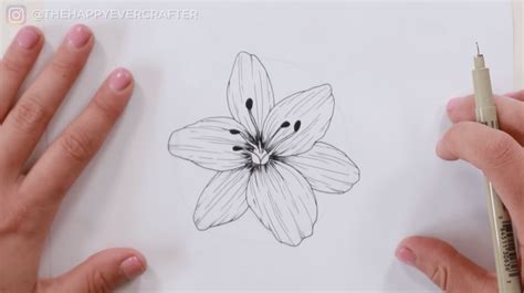 Lily Flower Drawing - Infoupdate.org