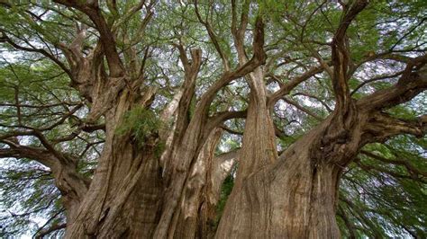 Descubre La Belleza Natural Del Paseo De Los Ahuehuetes Un Tesoro