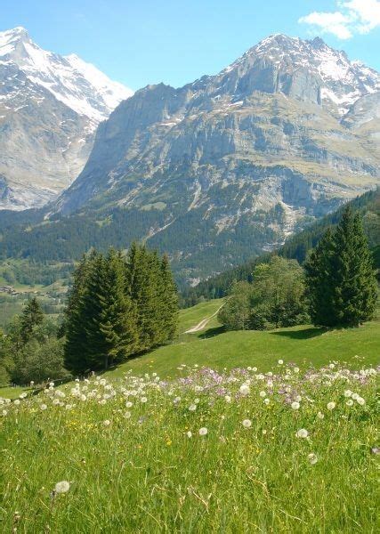 Swiss Alps in the summer | Switzerland photography, Beautiful ...