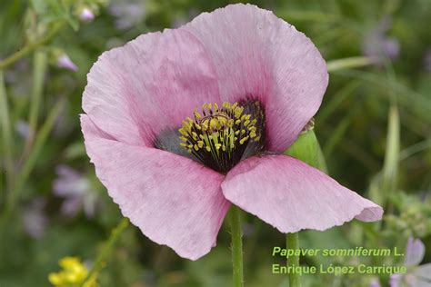 Papaver Somniferum L Subsp Setigerum Dc Corb Pabell N De