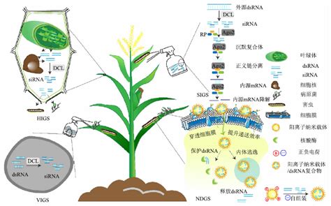 Rna农药的研究现状、应用实例及未来发展前景分析