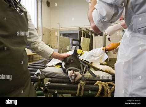 Veterinary Examination Cow Hi Res Stock Photography And Images Alamy