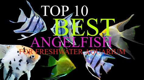 Top 10 Most Beautiful Angelfish For Freshwater Aquariums Youtube