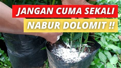 PENABURAN DOLOMIT PADA JAHE MERAH SECARA PERIODIK AKSARA Agro Farm