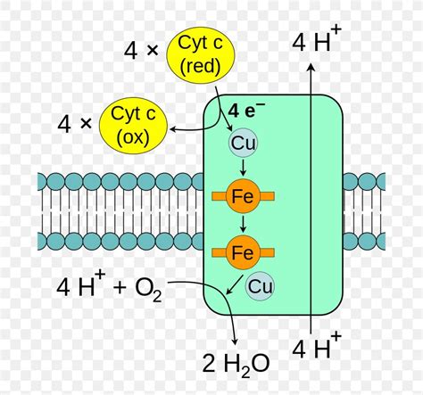 Cytochrome C Oxidase Electron Transport Chain Mitochondrion Png