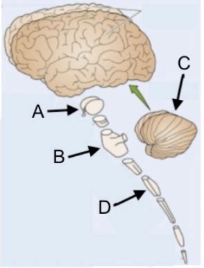 Neurophys Questions Flashcards Quizlet