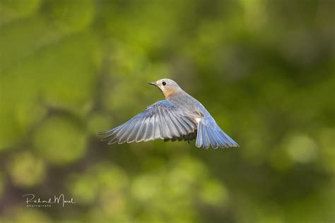 Merle Bleu De L Est Eastern Bluebird Richard Morel Flickr