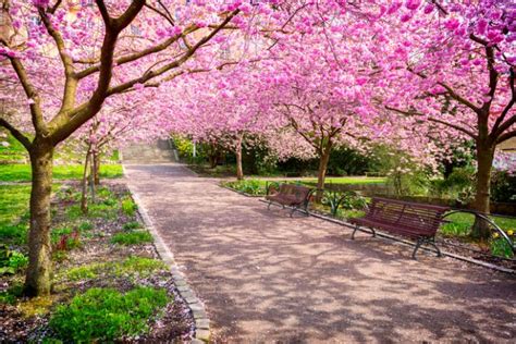 Significado de la Flor de Cerezo o Sakura en Japón