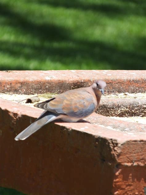 Laughing Dove | SIMILAR BUT DIFFERENT IN THE ANIMAL KINGDOM