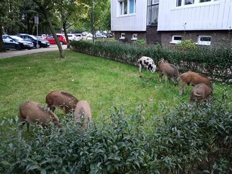 Z Dzika P K Legionowo Redakcja Poleca Wydarzenia Miejscowa